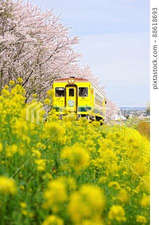 日野一排櫻花和油菜花列車 磯海鐵道 日野一排櫻花和油菜花列車 磯海鐵道 88618693