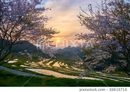 Rice terraces and cherry blossoms shining at dawn Oyama Senmaida 88618718