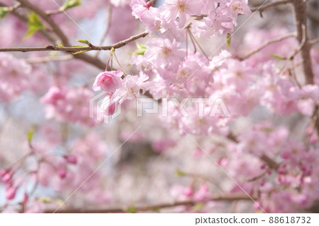 垂枝櫻花，八重紅枝垂：神奈川縣千本櫻 88618732