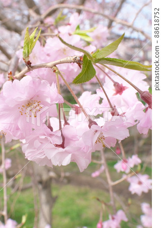 垂枝櫻花,八重紅枝垂:神奈川縣千本櫻 垂枝櫻花,八重紅枝垂:神奈川縣千本櫻 88618752