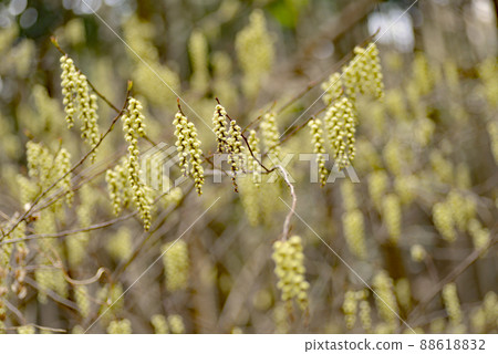 初春時開在山上的木頭花 88618832