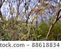 Kibushi flowers that bloom in the mountains at the beginning of spring 88618834