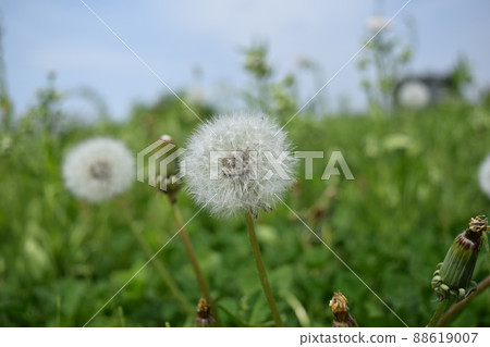 Dandelion fluff yellow flower 88619007