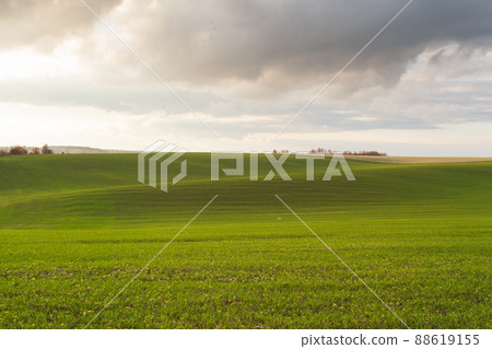 Wheat field with blue skies, clouds. Nature Landscape. Rural Scenery in Ukraine. Rich harvest Concept. Wheat field with blue skies, clouds. Nature Landscape. Rural Scenery in Ukraine. Rich harvest Concept. 88619155