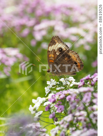 後眼蝴蝶棲息在一朵白花上 88619326