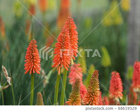 Orange torch lily flower 88619329