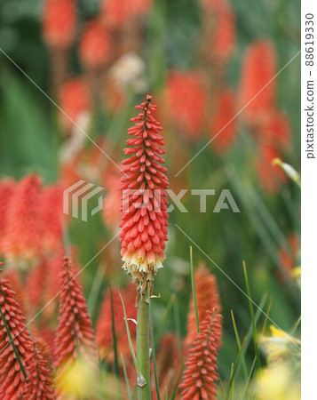 Orange torch lily flower 88619330
