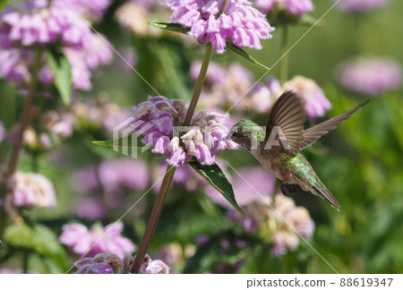 Broad-tailed humor female hovering and sucking pink flower nectar 88619347