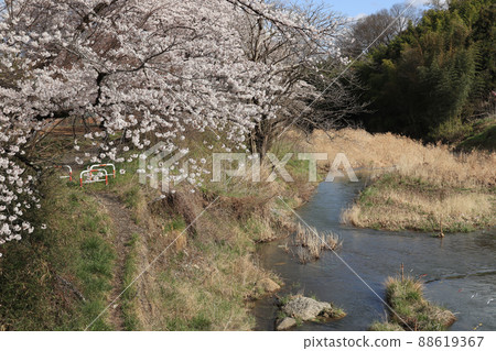 Cherry blossoms blooming near the Hirai River in Hinode-cho, Tokyo [Shioda cultivated land bank, April] 88619367