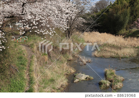 Cherry blossoms blooming near the Hirai River in Hinode-cho, Tokyo [Shioda cultivated land bank, April] 88619368