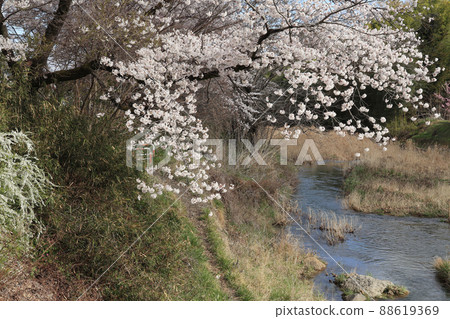 Cherry blossoms blooming near the Hirai River in Hinode-cho, Tokyo [Shioda cultivated land bank, April] 88619369