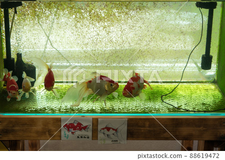 Aquamarine Inawashiro Kawasemi 水族館的展覽 Aquamarine Inawashiro Kawasemi 水族館的展覽 88619472
