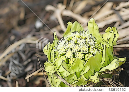 Pastel-like "Fukinoto" Yamanogusa "" Illustration image 88619562