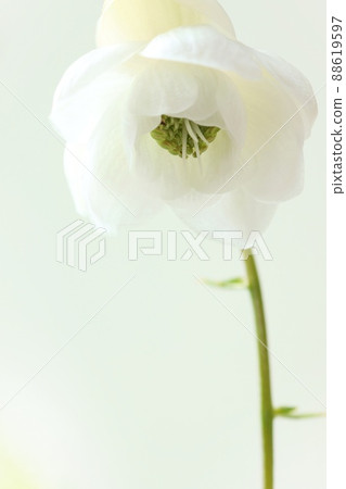 Anemonopsis macrophylla white flowers wild grass bright green background 88619597