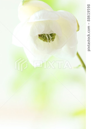 Anemonopsis macrophylla 白花野草鮮綠色背景 88619598