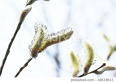 Pastel-like "pussy willow" illustration image 88619613