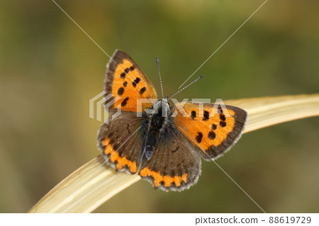 Lycaena phlaeas 88619729