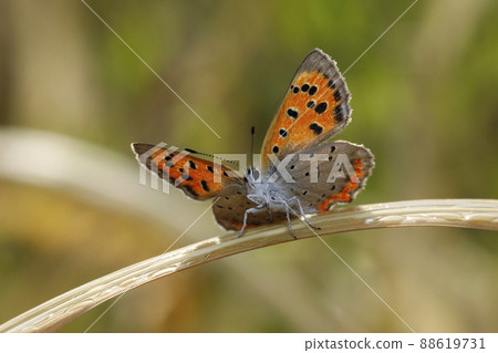 Lycaena phlaeas 88619731
