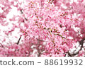 櫻花盛開 櫻花色薰 88619932