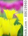 開花的黃色鬱金香垂直 88619940