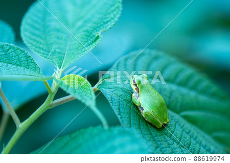 Tree frog in Wataga Falls, Ishikawa Prefecture 88619974