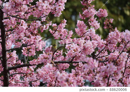 Okame blooming in full bloom with pink petals Scenery with a white-eye perching on a tree branch in a cherry blossom Okame blooming in full bloom with pink petals Scenery with a white-eye perching on a tree branch in a cherry blossom 88620006
