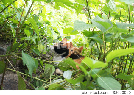 Parent and child of a cat hiding in the grass 88620060
