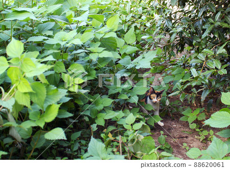 Image of summer vacation Photograph of a calico cat hiding in the grass Protective cat Image of protection activities 2 88620061