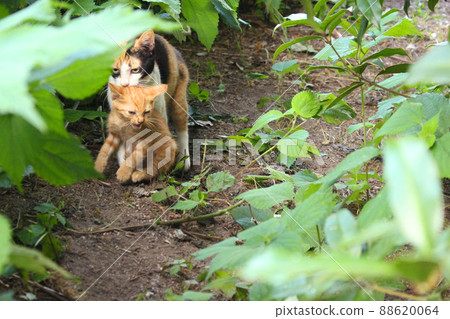 Photo of mom cat moving with kitten nape 88620064