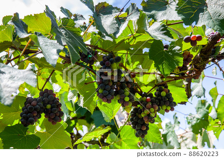 Bunches of Vitis Labrusca grapes in the process of ripening in a grape cultivation at La Union in the Valle del Cauca region of Colombia Bunches of Vitis Labrusca grapes in the process of ripening in a grape cultivation at La Union in the Valle del Cauca region of Colombia 88620223