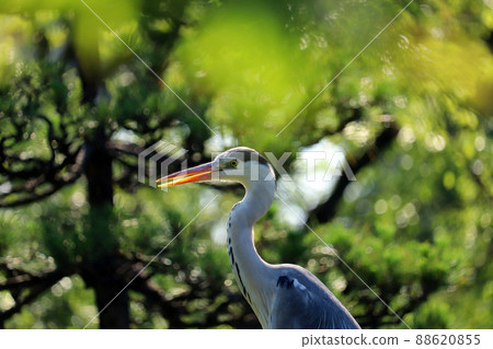 灰鷺棲息在一棵松樹上 88620855