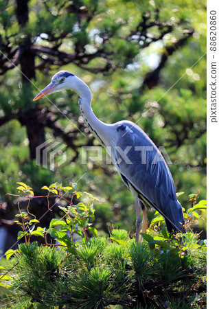 Gray heron perching on a pine tree Gray heron perching on a pine tree 88620860
