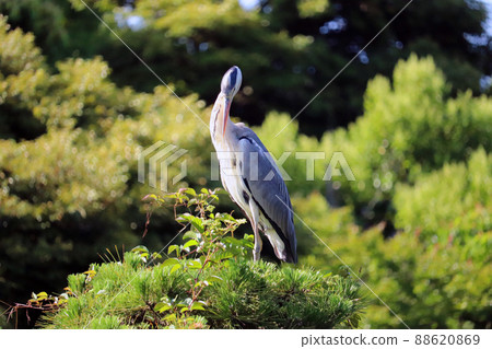 Gray heron perching on a pine tree Gray heron perching on a pine tree 88620869