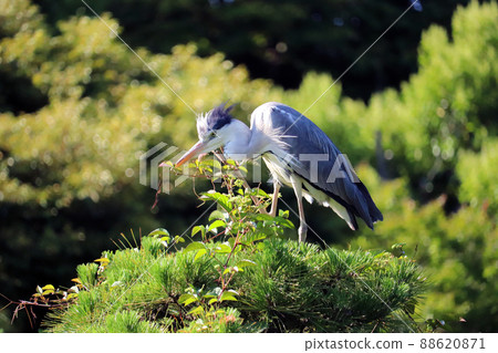 Gray heron perching on a pine tree 88620871
