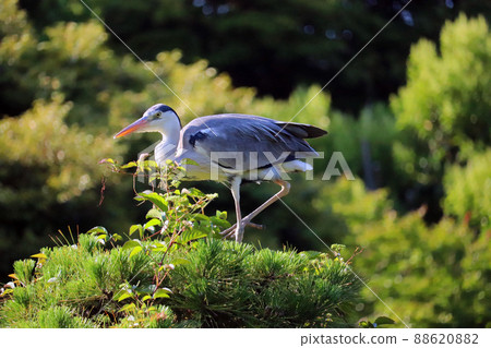 Gray heron perching on a pine tree Gray heron perching on a pine tree 88620882