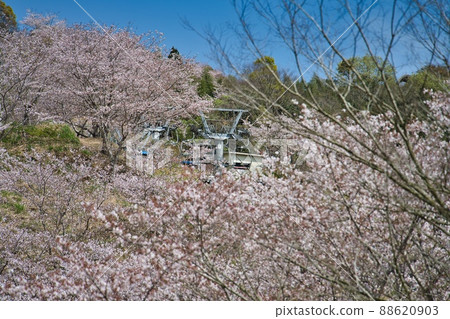 Ishiyama Kannon R4 Spring Ishiyama Kannon R4 Spring 88620903