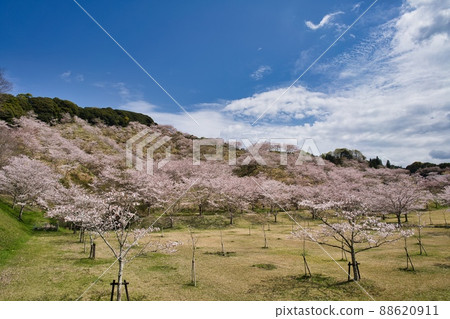 Ishiyama Kannon R4 Spring Ishiyama Kannon R4 Spring 88620911