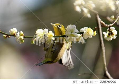 White-eye hanging on a plum branch White-eye hanging on a plum branch 88620990