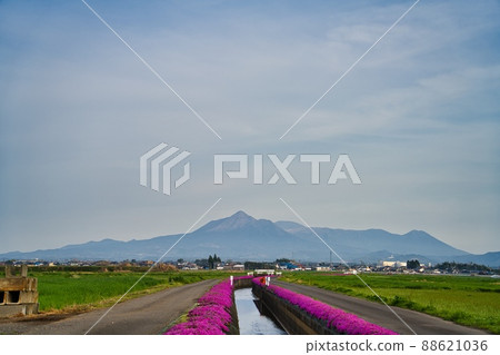 Shibazakura no Sato Tadeike R4 Spring Shibazakura no Sato Tadeike R4 Spring 88621036
