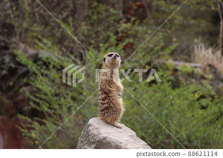 Cute Animal Surikate Meerkats. Fury Meerkat is Keeping Watch Stock Image -  Image of guard, danger: 281013279