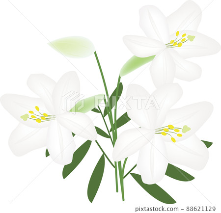 Lily flower Lily flower 88621129