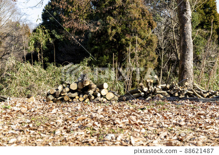Firewood stacked in the forest 88621487