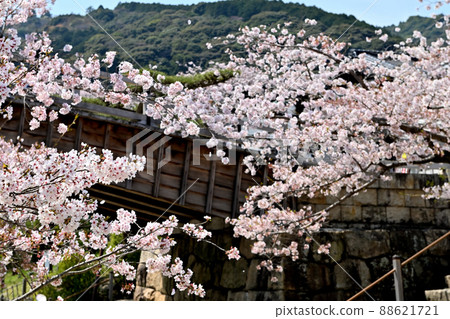 Kintaikyo Bridge and Sakura, Iwakuni City Kintaikyo Bridge and Sakura, Iwakuni City 88621721