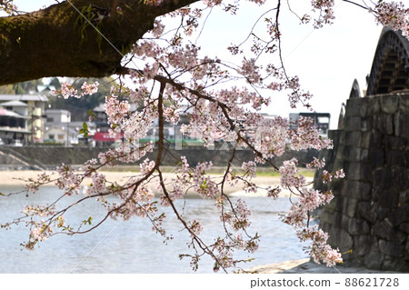 岩國市錦帶橋和櫻花 88621728