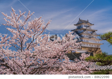 (兵庫縣)世界遺產姬路城、天守閣、盛開的櫻花 (兵庫縣)世界遺產姬路城、天守閣、盛開的櫻花 88622090