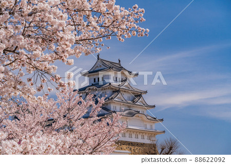 (Hyogo Prefecture) World heritage Himeji Castle, castle tower, cherry blossoms in full bloom (Hyogo Prefecture) World heritage Himeji Castle, castle tower, cherry blossoms in full bloom 88622092