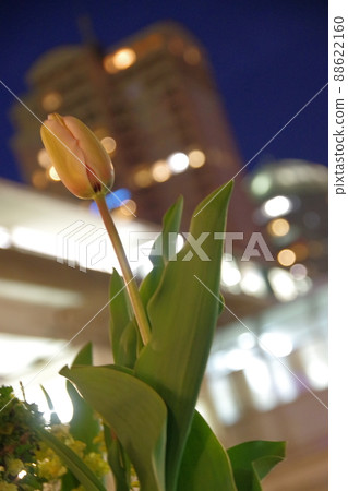 夜鬱金香 夜鬱金香 88622160