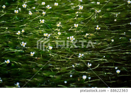 開花在乾淨的冷水中的梅花海藻花 開花在乾淨的冷水中的梅花海藻花 88622363