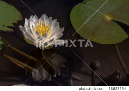 光照亮的一朵清澈的白睡蓮花 光照亮的一朵清澈的白睡蓮花 88622364