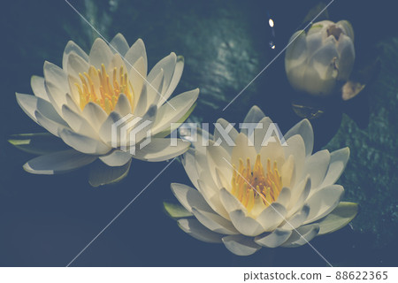 有美麗光影的白睡蓮花 有美麗光影的白睡蓮花 88622365